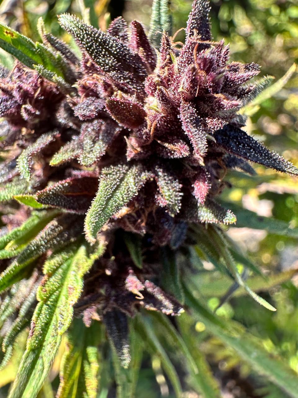 Imagem do WhatsApp de 2025-10-30 à(s) 16.30.23_52076dc0.jpg