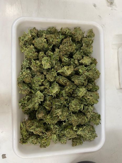 Insumos à base de maconha para pesquisa são fornecidos à UnB pela Associação Brasileira do Pito do Pango Abrapango Imagem Fernanda VasconcelosIQ.jpg