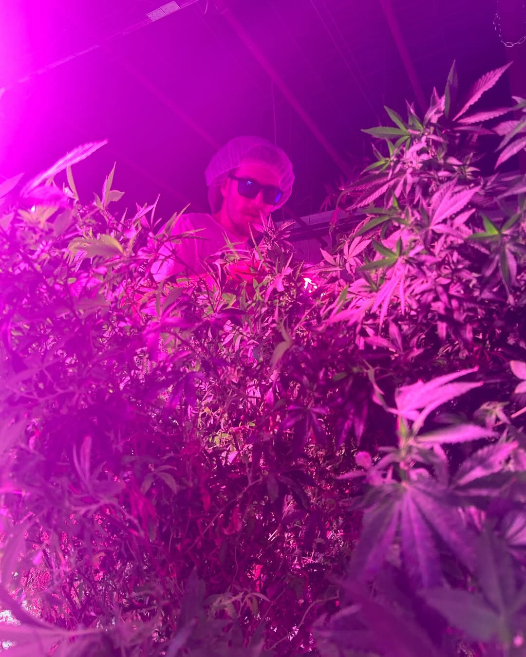 #cannabis #naturalmedicines #medicinalherbs #rastaman #rastafarai #dope #hempseeds #hemp #maconh.jpg