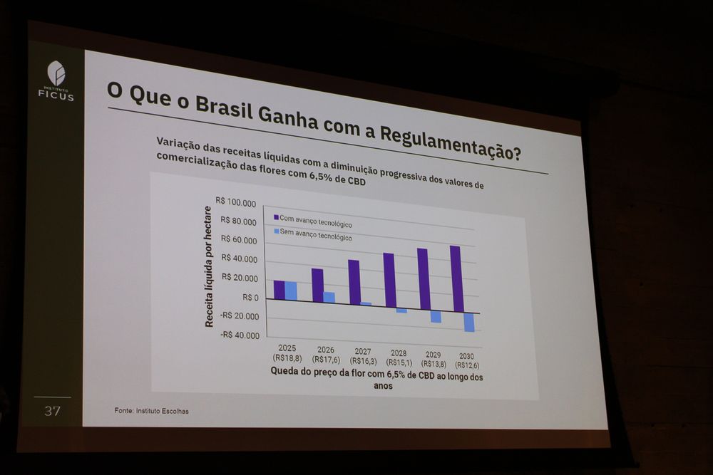 Cannabis Connection 2025