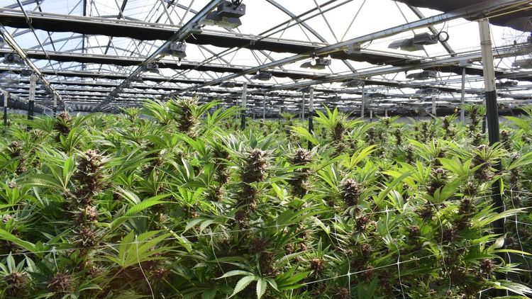 CBC), (CBG), (CBN), (CBDL), (THC), (CBD): cannabis não