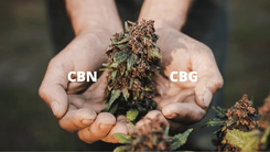 thumbnail_CBG_e_CBN_o_que_sao_